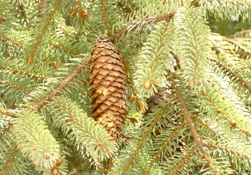 Picea brachytyla, photograph 1