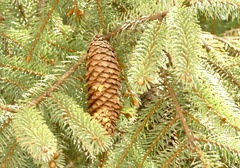 Picea brachytyla, photograph author not stated, no rights reserved
