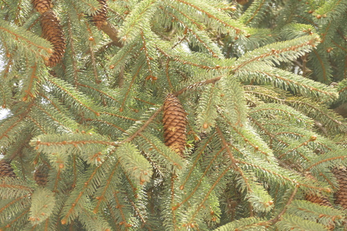 Picea brachytyla, photograph 2