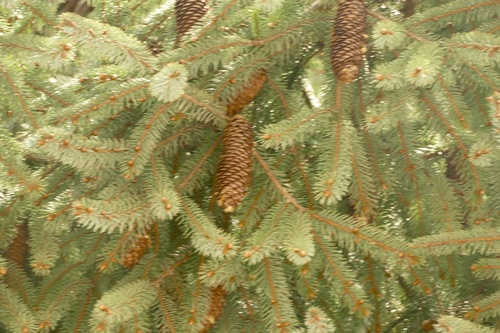 Picea brachytyla, photograph 3