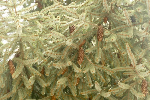 Sargent's spruce (Picea brachytyla)