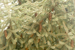 Picea brachytyla