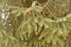 Picea brachytyla, photograph author not stated, no rights reserved