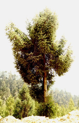 Picea brachytyla, photograph 5