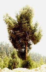 Picea brachytyla, photograph author not stated, no rights reserved