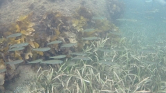 Atherinomorus vaigiensis