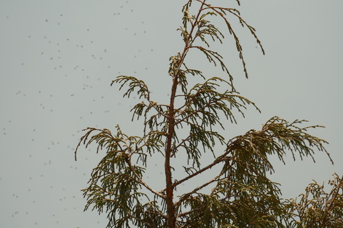 Juniperus recurva, photograph 6
