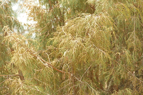 Juniperus recurva, photograph 4