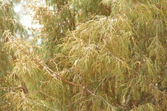 Juniperus recurva, photograph author not stated, no rights reserved