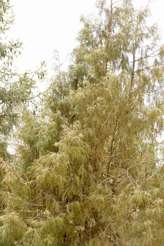 Juniperus recurva, photograph 5