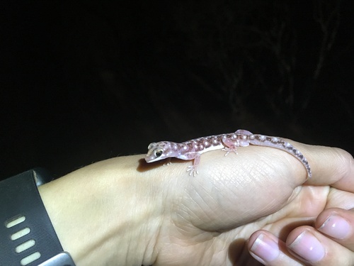 Eastern Beaked Gecko, Rhynchoedura ormsbyi