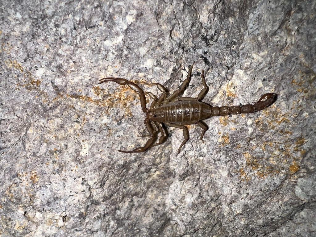 Sawfinger Scorpions from Highway 374, Beatty, NV, US on April 29, 2024 ...