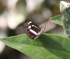 Neptis jumbah jumbah
