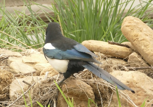 Black-rumped Magpie (Pica bottanensis), photo 4