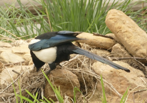 Black-rumped Magpie (Pica bottanensis), photo 5