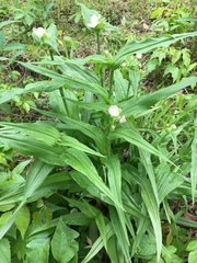 Tradescantia ozarkana