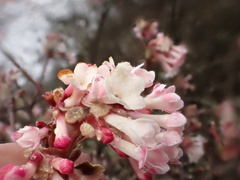 Viburnum grandiflorum, photograph author not stated, no rights reserved