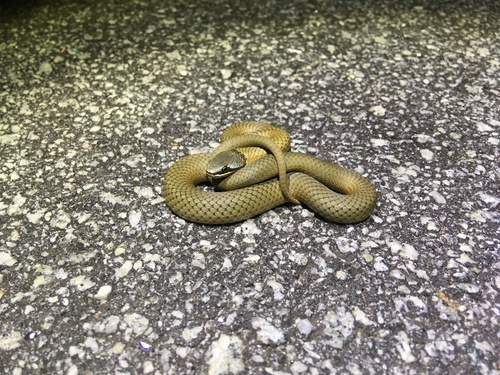 Crowned Snake, Elapognathus coronatus
