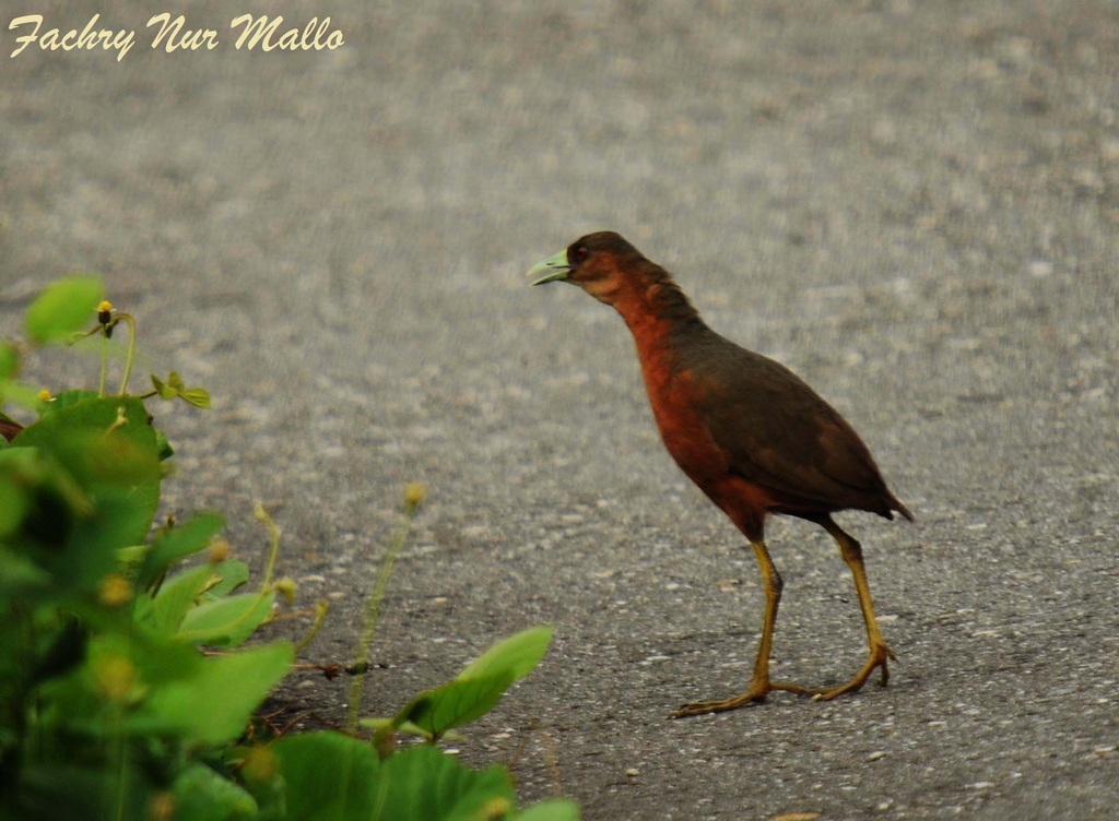 Isabelline Bush-Hen