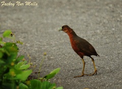 Isabelline Bush-Hen photo 1