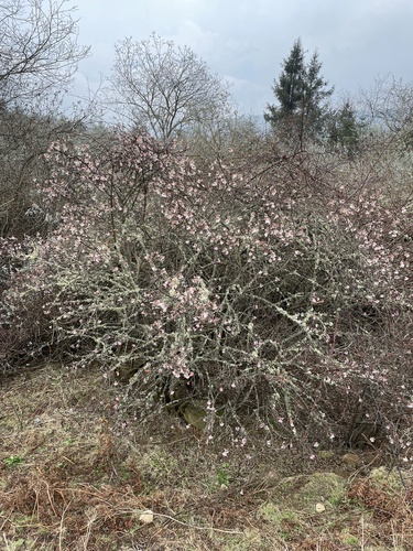 Viburnum grandiflorum, photograph 3