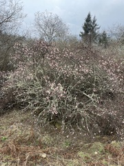 Viburnum grandiflorum, photograph author not stated, no rights reserved
