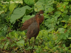 Isabelline Bush-Hen photo 4