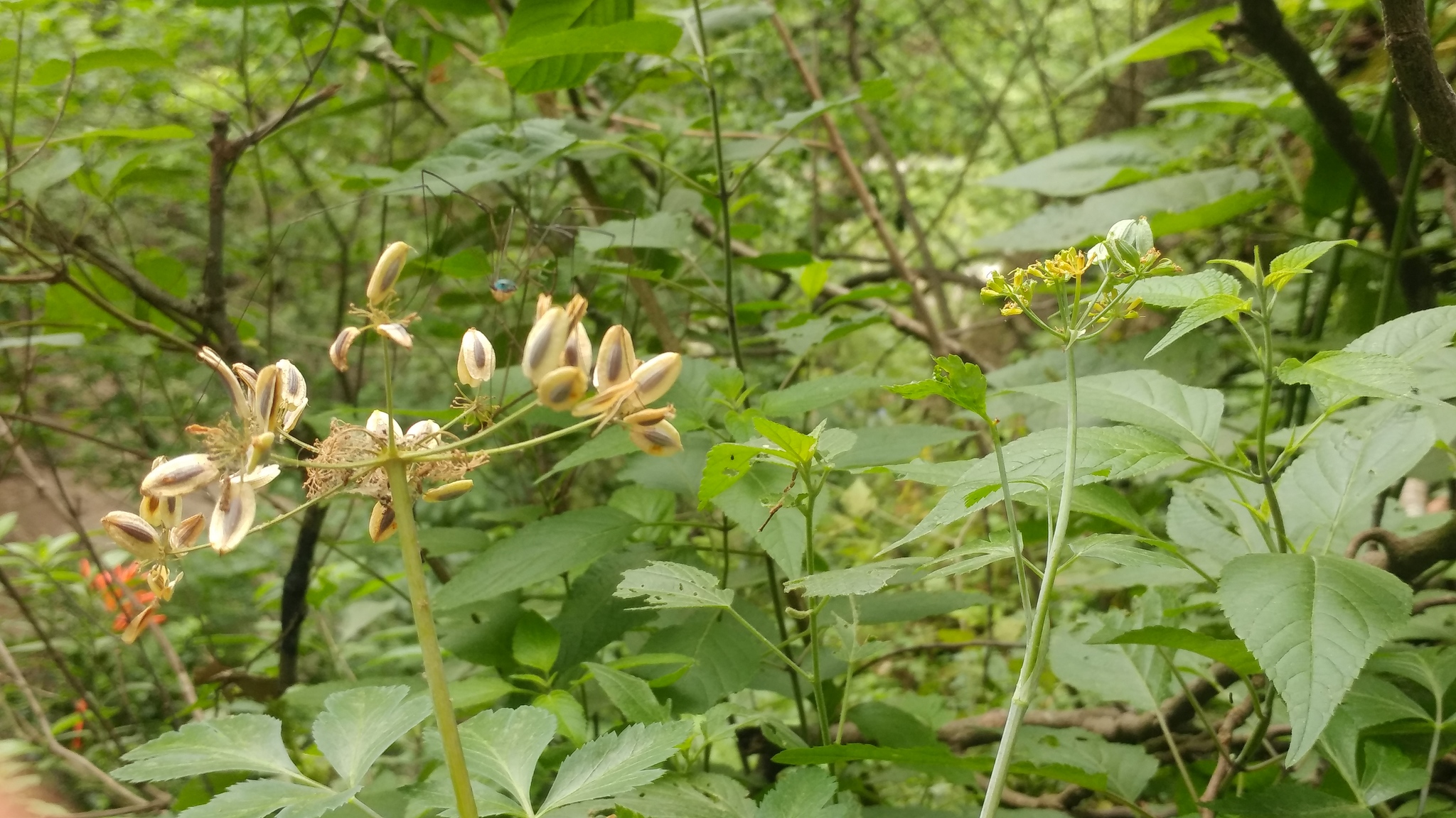 Arracacia atropurpurea