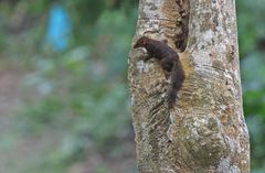 Palawan Treeshrew photo 3