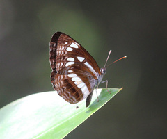 Neptis jumbah jumbah
