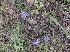 Sisyrinchium pruinosum