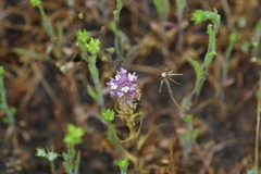Castilleja densiflora gracilis