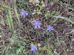 Sisyrinchium pruinosum