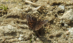 Erynnis montanus