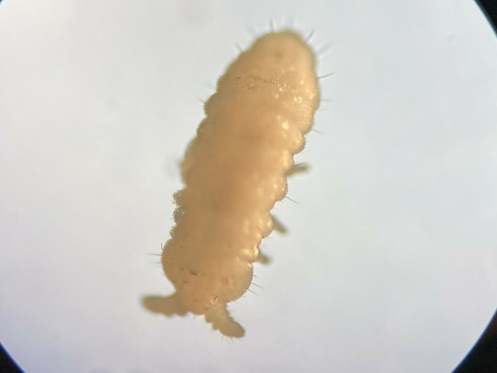Micranurida forsslundi