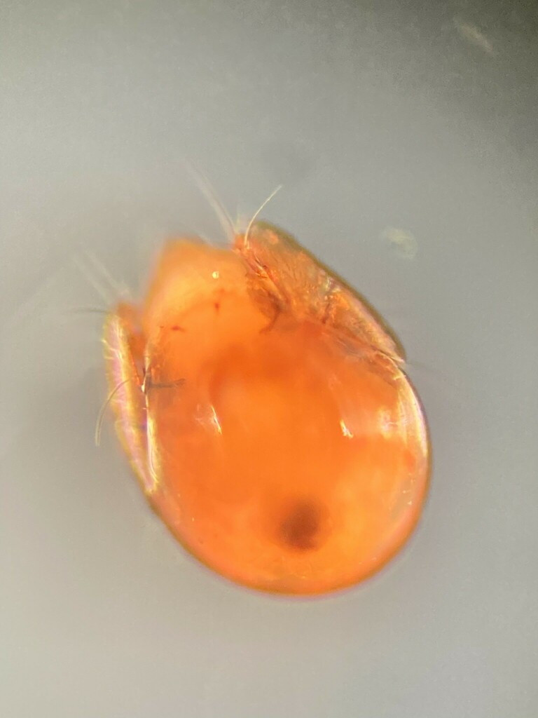 Pergalumna