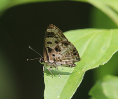 Niphanda cymbia