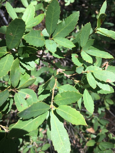 Quercus chrysolepis × vacciniifolia