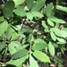 Quercus chrysolepis × vacciniifolia - Photo (c) jborga87,  זכויות יוצרים חלקיות (CC BY-NC)
