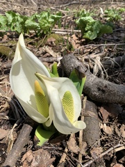 Lysichiton camtschatcensis