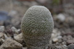 Mammillaria lanata