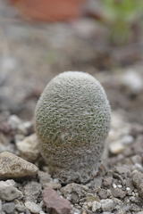 Mammillaria lanata