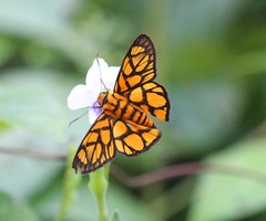 Odina hieroglyphica