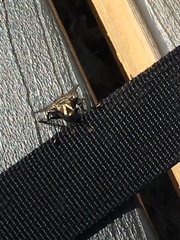Tachinomyia