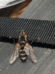 Tachinomyia