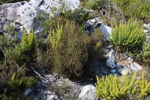 Image of Seriphium incanum by (c) Tony Rebelo, some rights reserved (CC BY-SA)