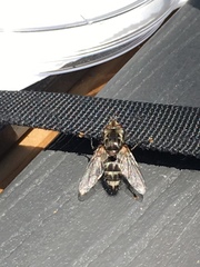 Tachinomyia