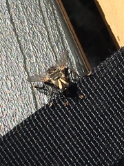 Tachinomyia