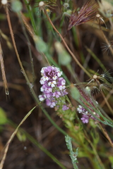 Castilleja densiflora gracilis