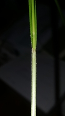 Carex oxylepis
